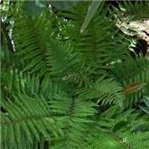 Polystichum setiferum